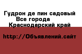 Гудрон де пин садовый - Все города  »    . Краснодарский край